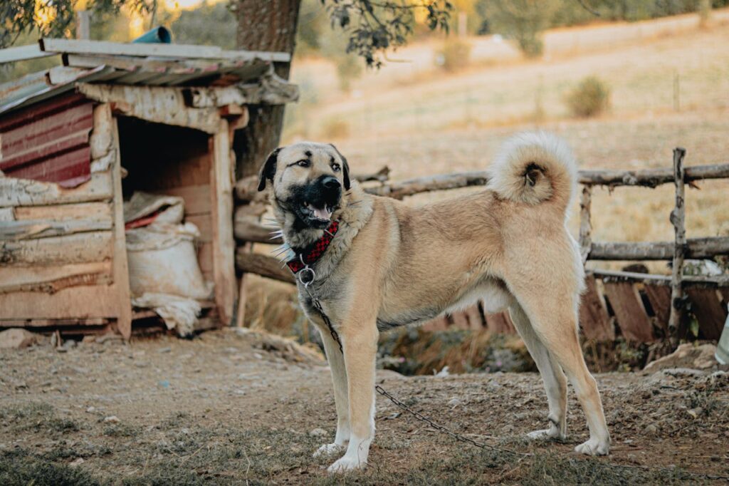 kangal