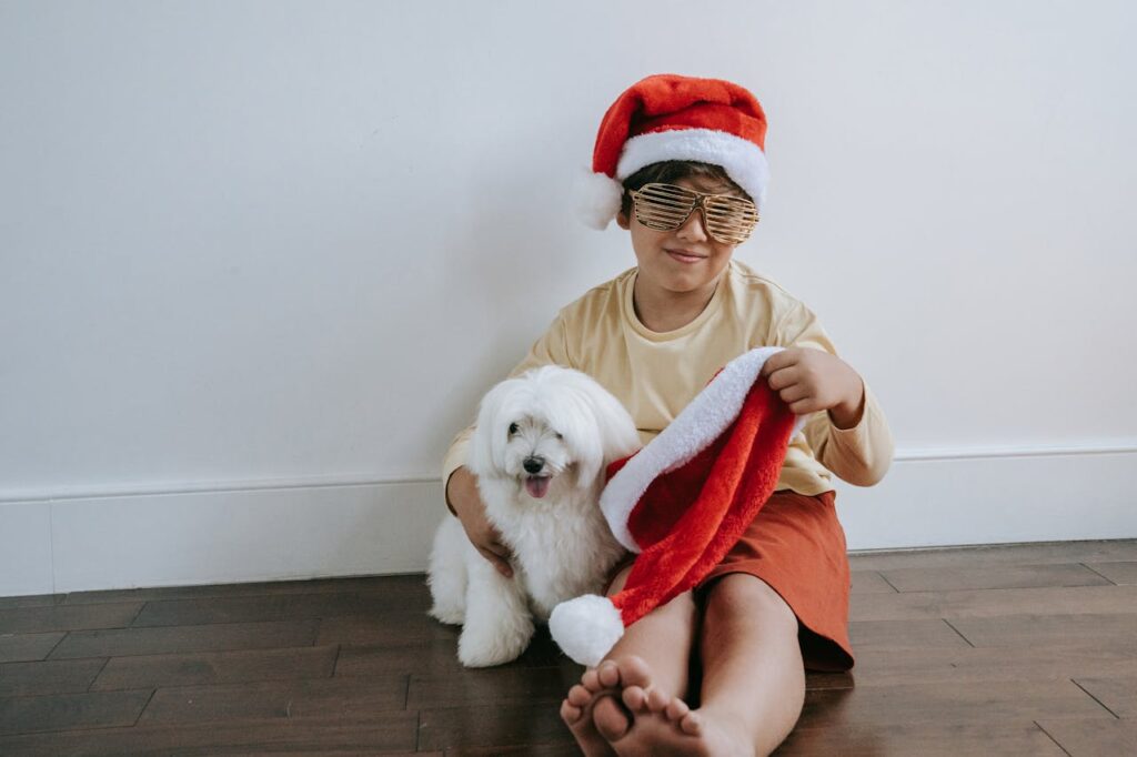 maltese dog