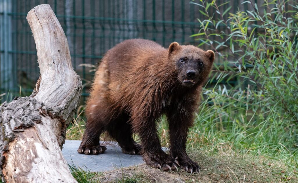 wolverine
