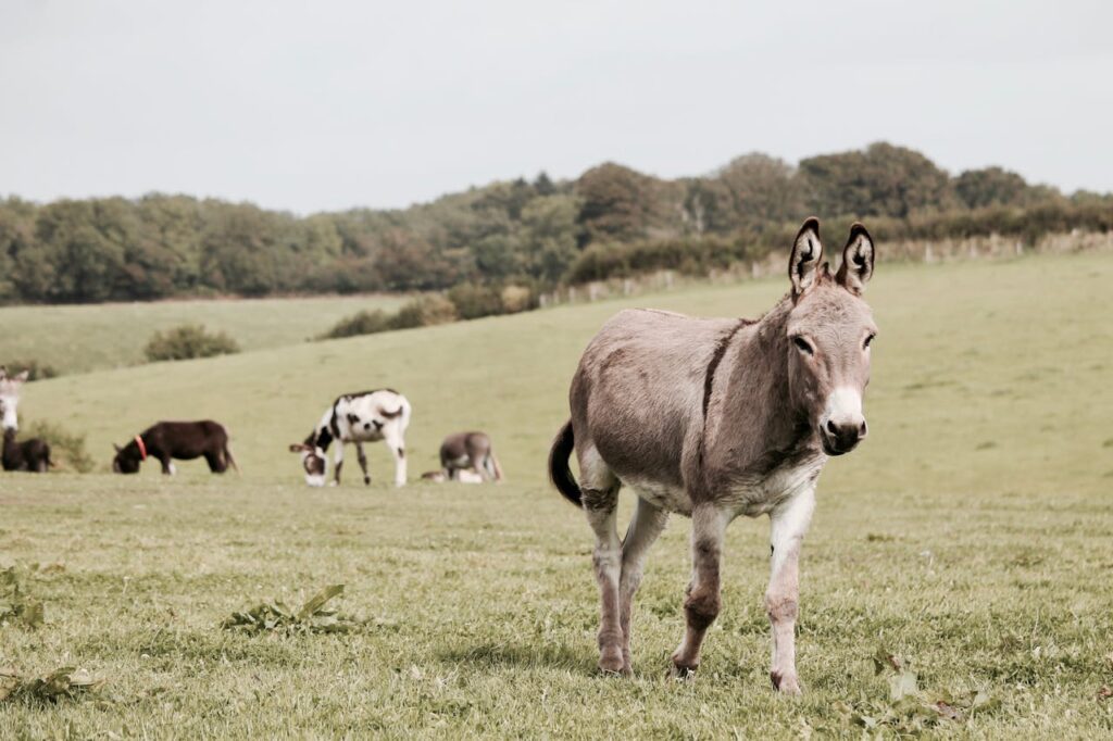 Fun Facts About Donkeys You Didn’t Know