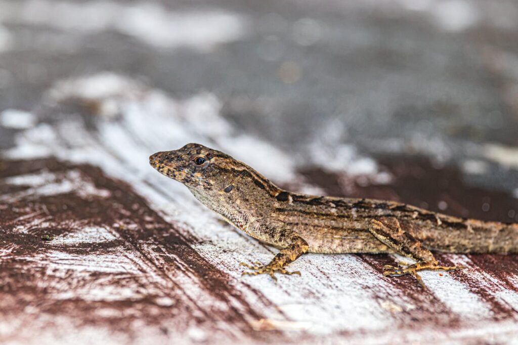 brown anole