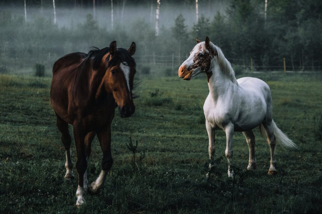 white and brown horse