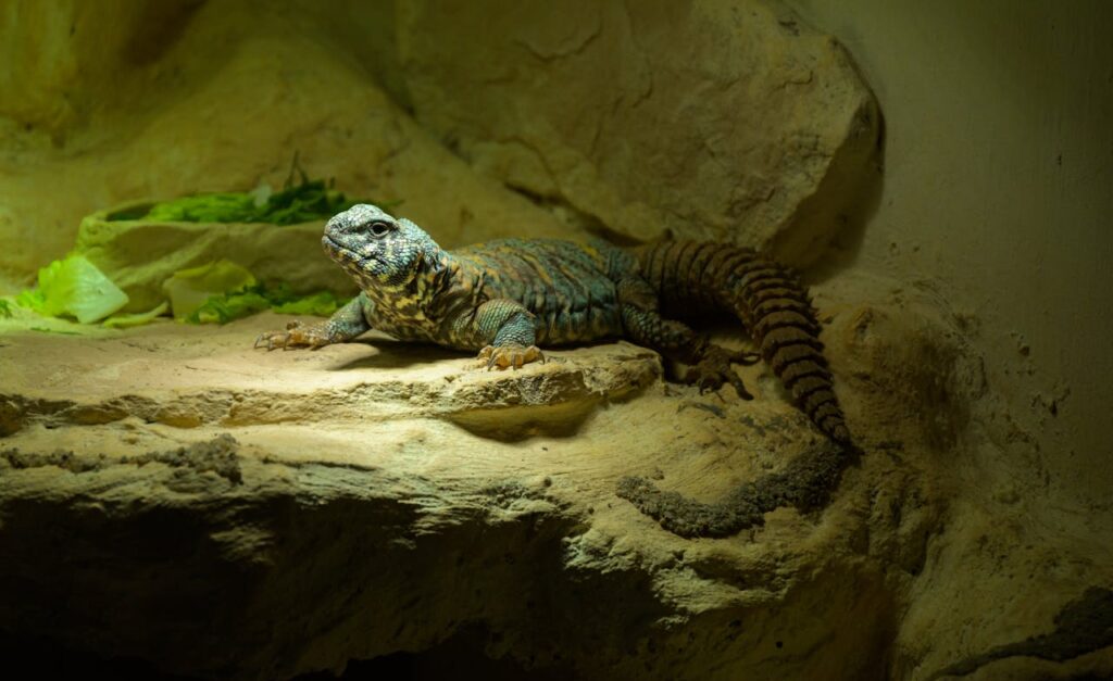 Uromastyx