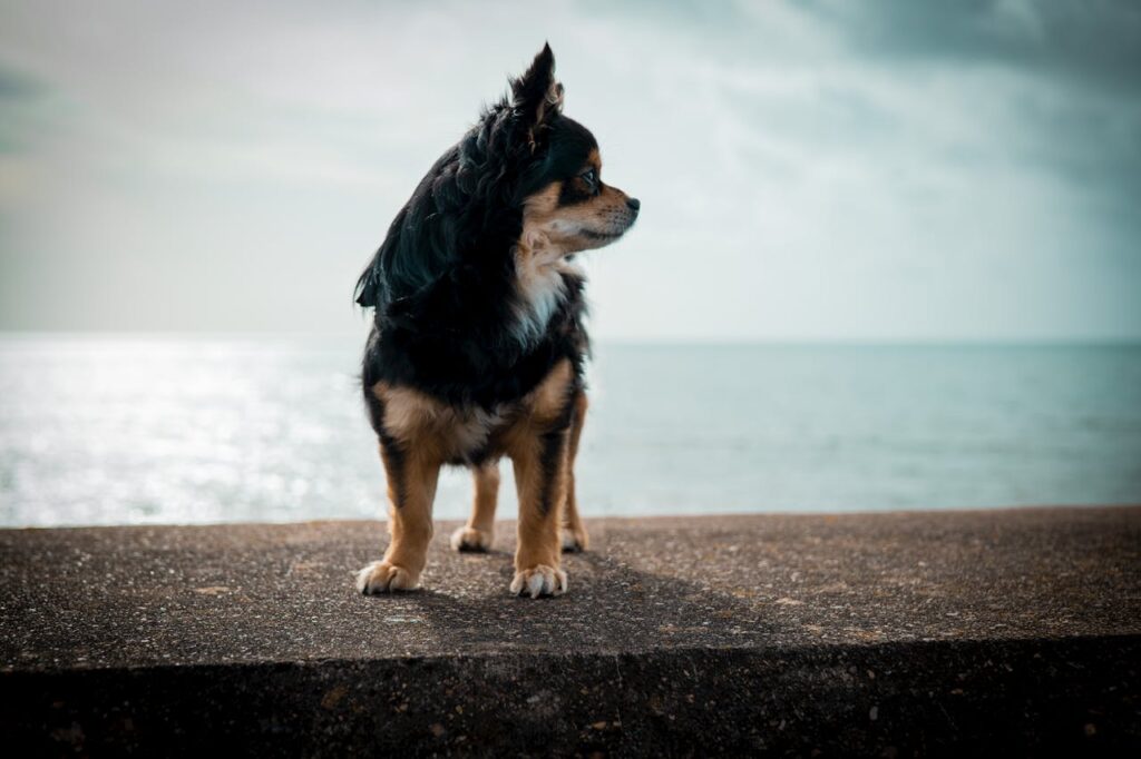 Dogs With Minimal Need for Baths