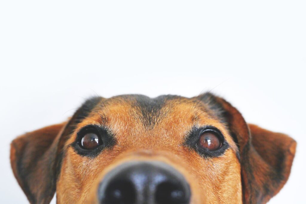 dog snout