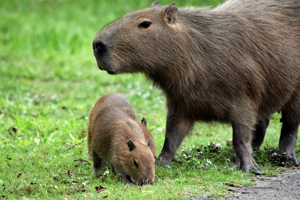 capybaras