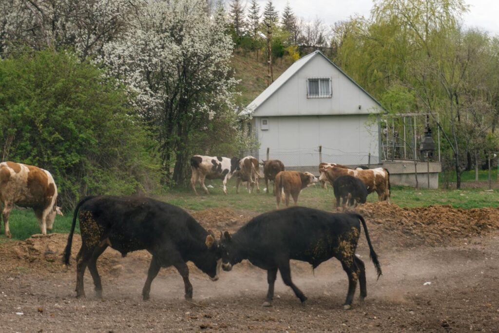 Bull fighting