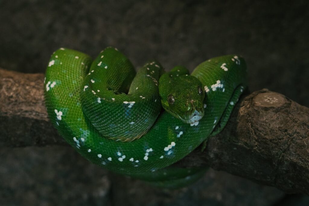 green python