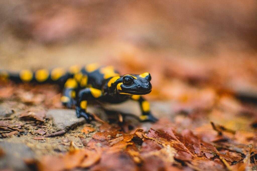Close-Up Shot of a Fire Salamander