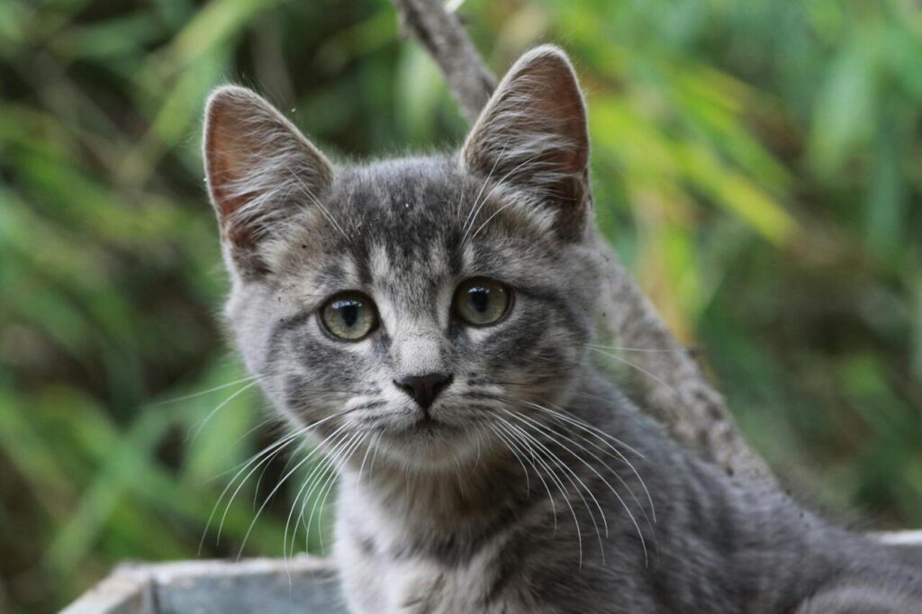 Gray Turkish Van kitten with mesmerizing green eyes.