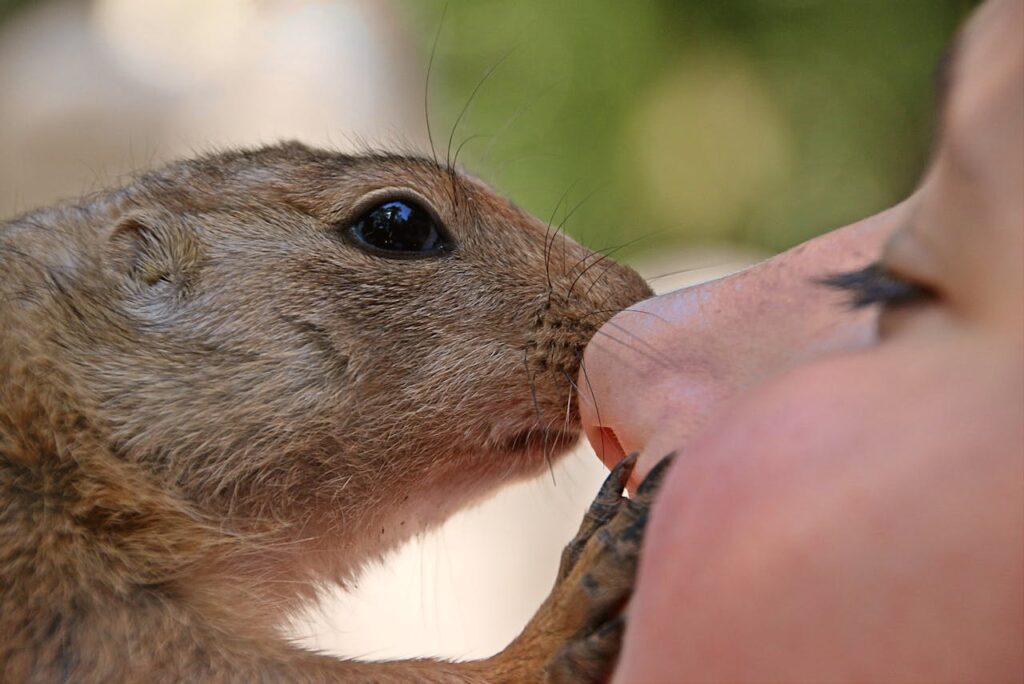 squirrel