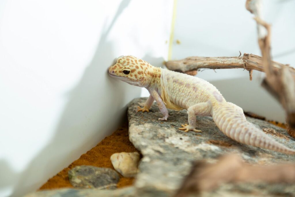 Leopard Gecko Skin SHedding