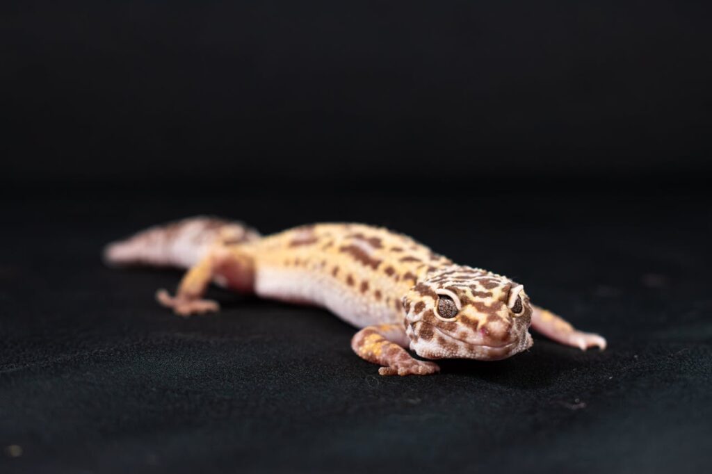 Leopard Gecko on a black background