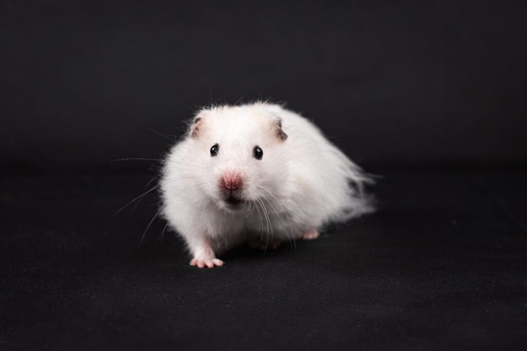 SYRIAN HAMSTER