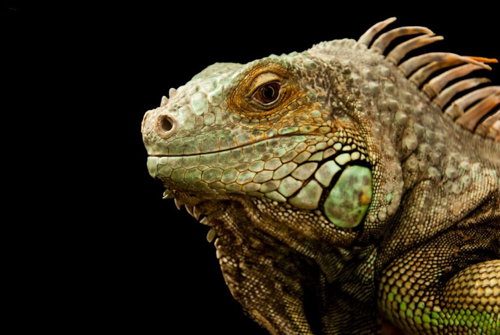 green iguana