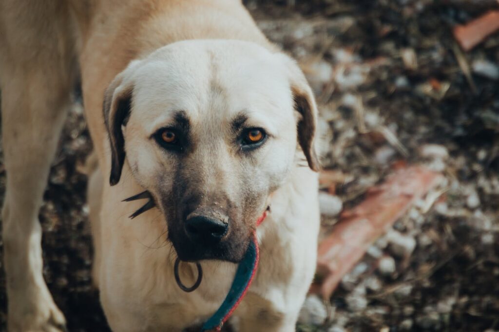 Anatolian Shepherd Dog standing outdoors with a calm and attentive expression.