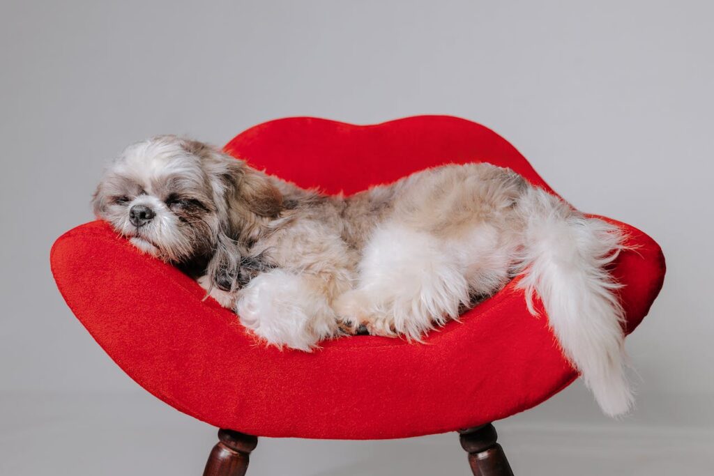 Shih tzu sleeping
