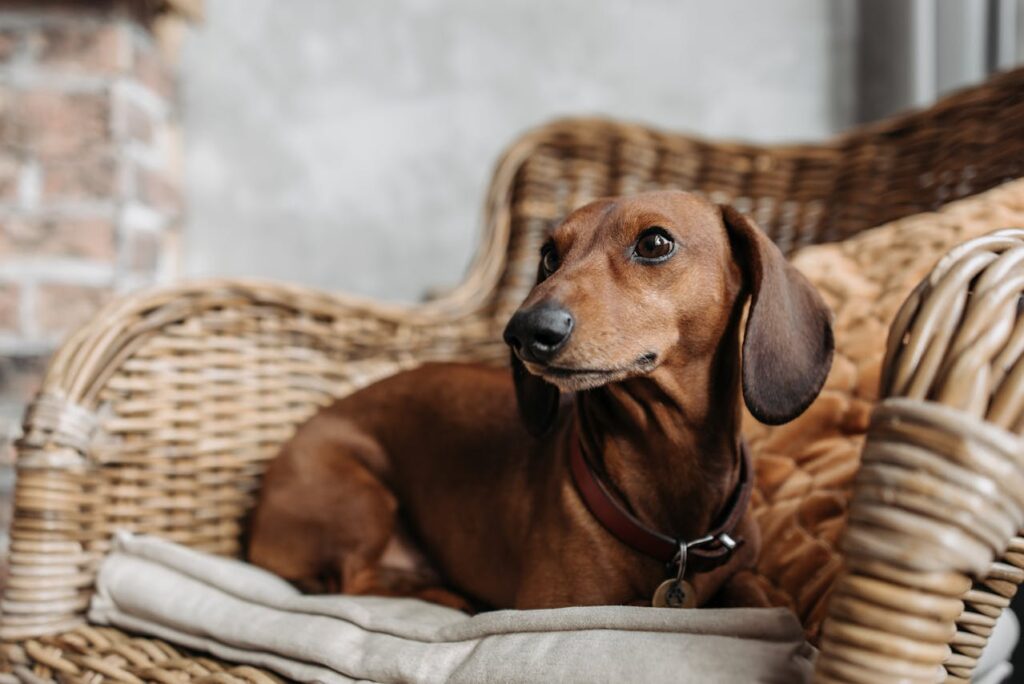 dachshund
