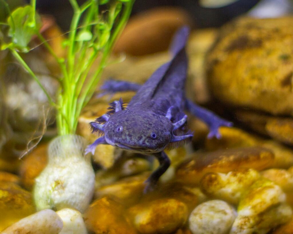 purple-tropical-axolotl