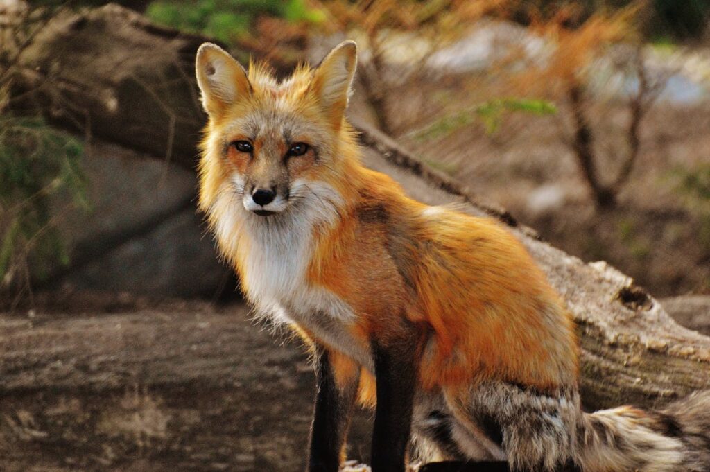 Red fox sitting gracefully on a fallen tree log