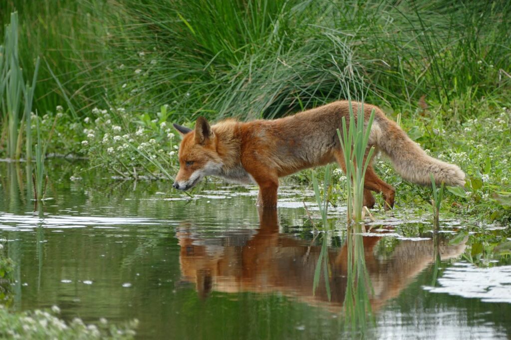 fox in the wild
