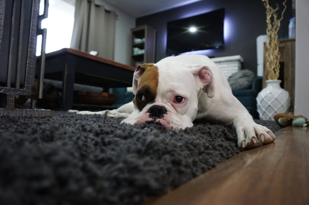 Photo by Pixabay: https://www.pexels.com/photo/white-and-tan-english-bulldog-lying-on-black-rug-