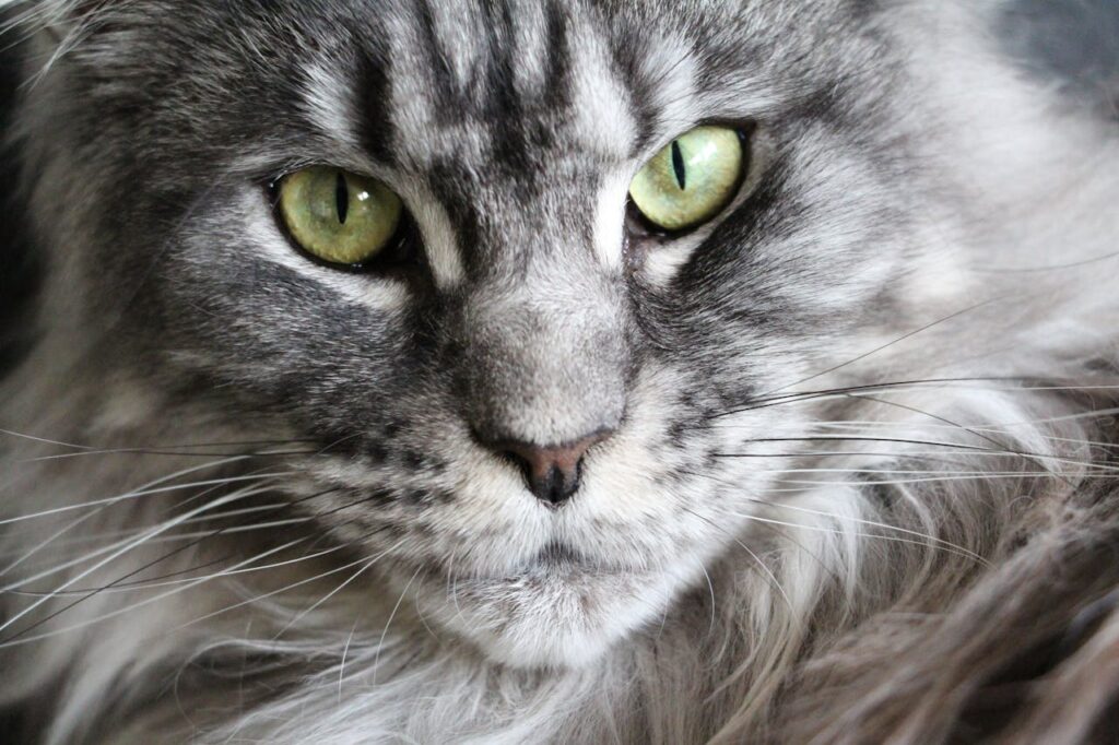 A close-up of a Maine Coon cat with striking green eyes and a thick