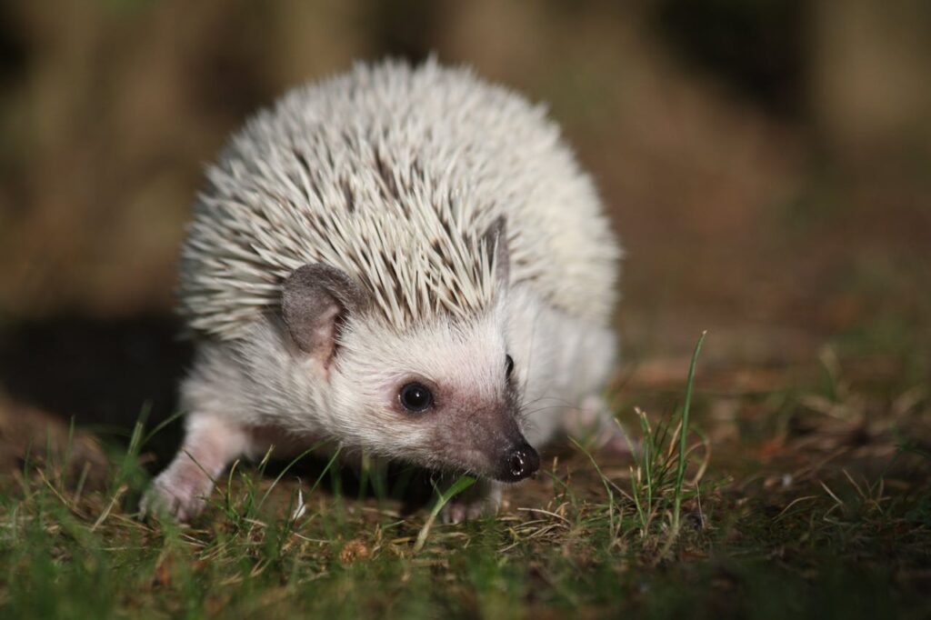 Hedgehog walking on grass in natural environment