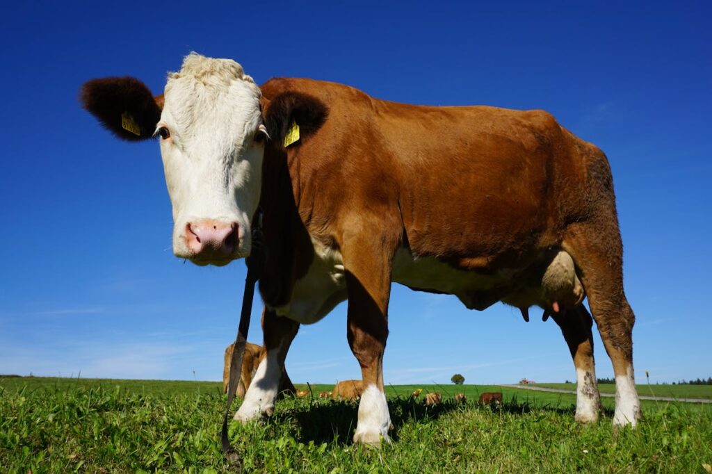 Brown cow with a white face standing in a grassy field