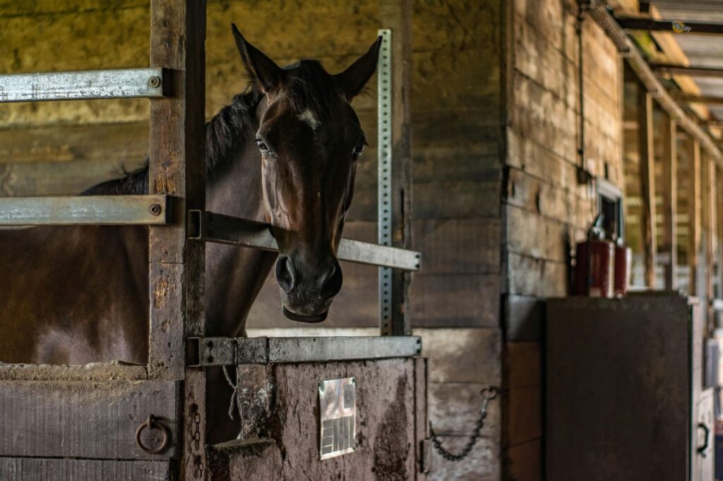 Horse being weighed