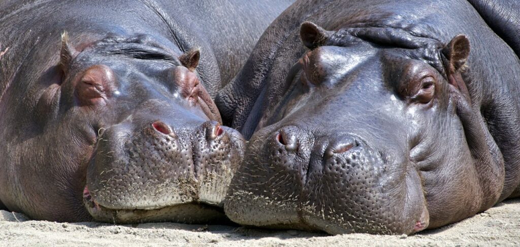 hippo