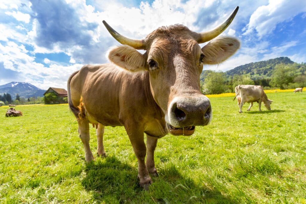 A brown cow standing in a grassy field under blue skies