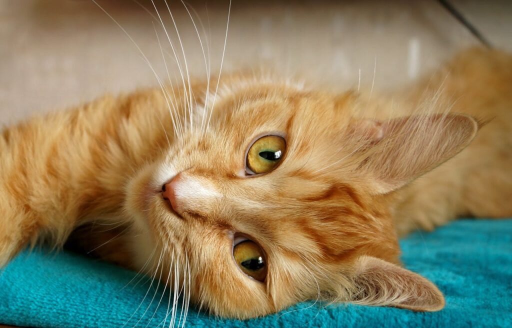 orange tabby cat