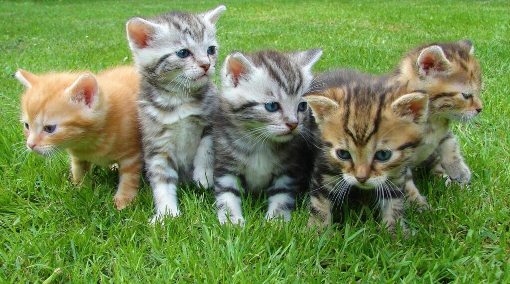 Group of adorable kittens exploring green grass.