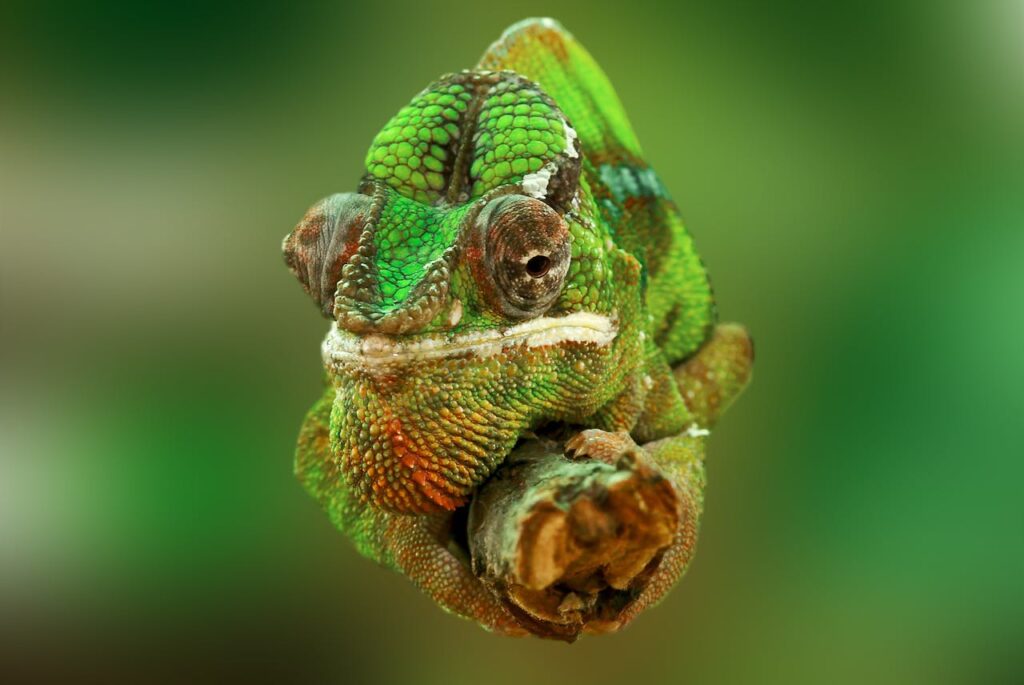 brown-and-green-cameleon