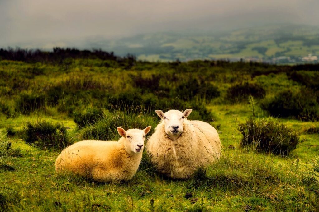 sheep