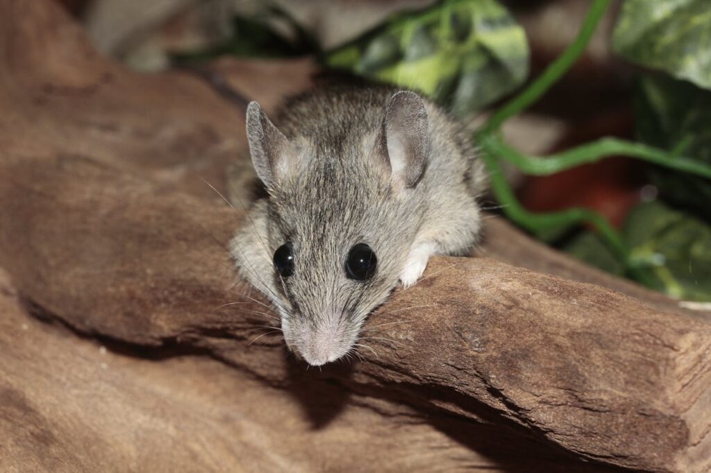 mice