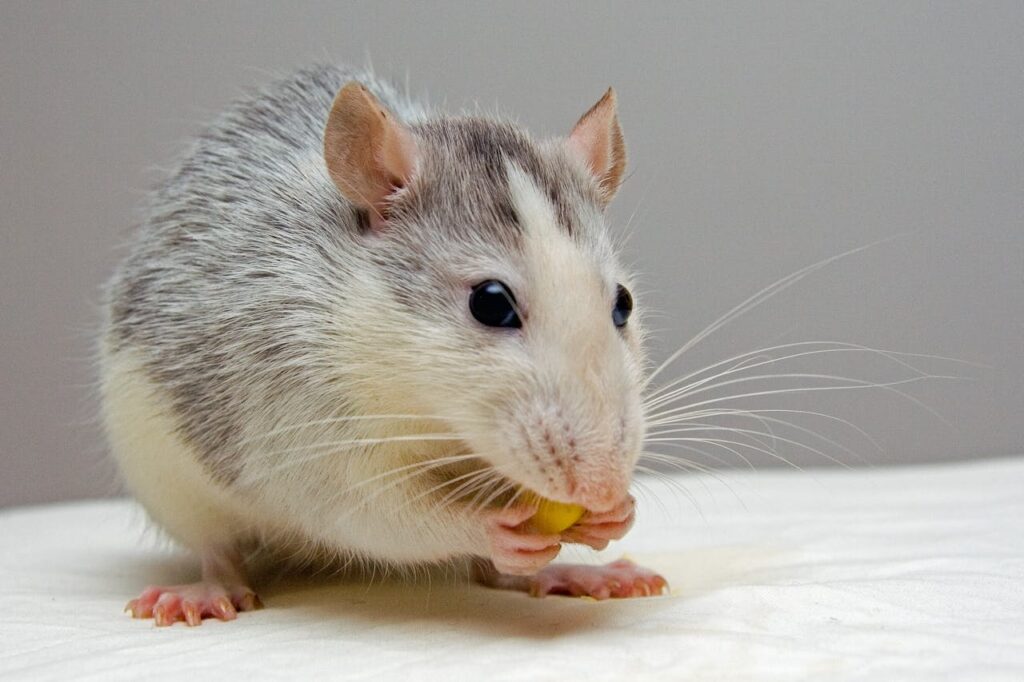 mice