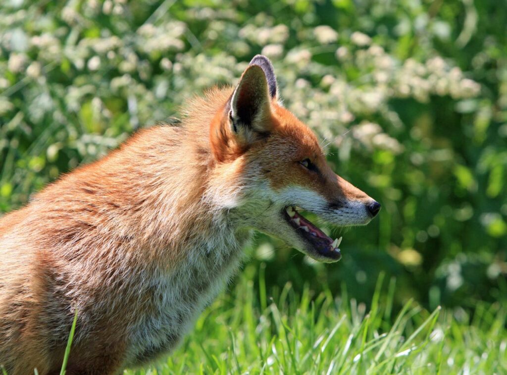 Side profile of a red fox outdoors alertly standing