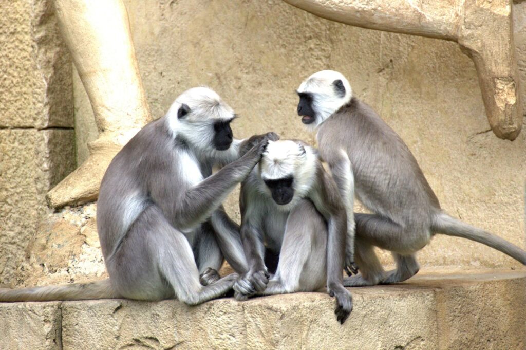 white monkey