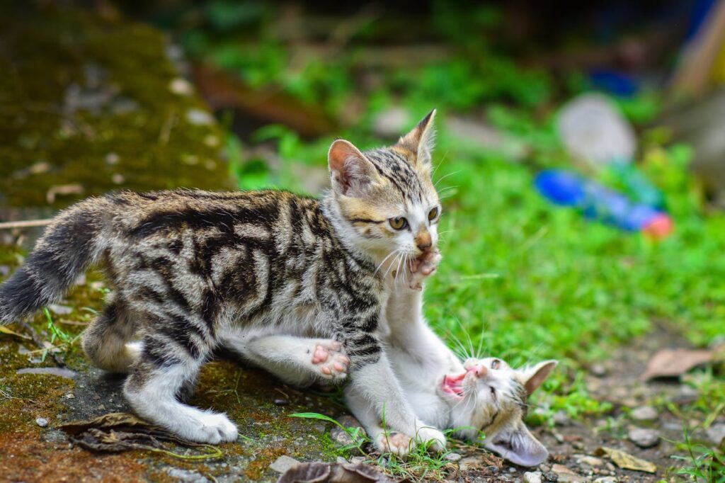 Worst Pets To Get If You Have a Cat