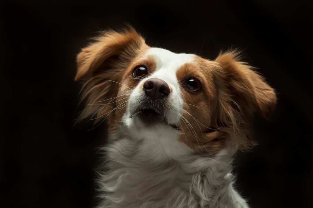 white-and-brown-long-coat-small-dog-