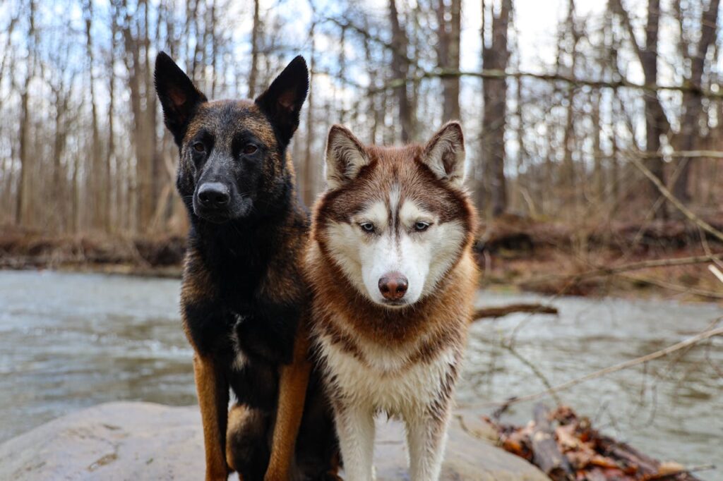 Differences Between German Shepherds and Huskies