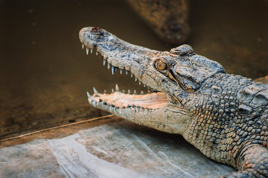 A close-up of a crocodile with its mouth open