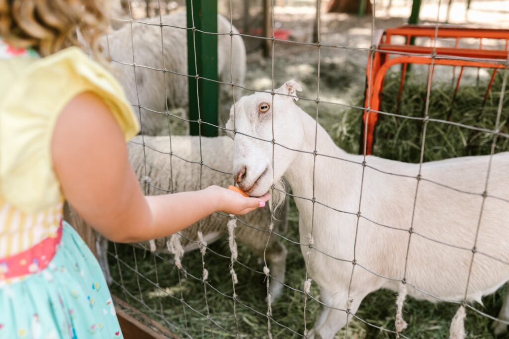 Child feeding a goat through fence