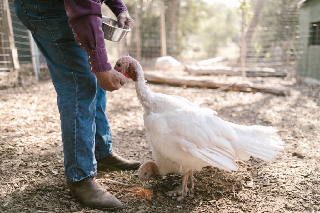 Farmer feeding turkey in outdoor enclosure