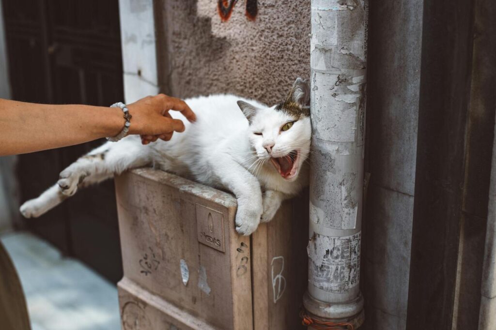 Yawning street cat reacts to gentle touch.