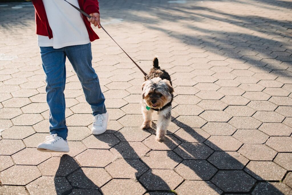 Person walking a happy Yorkshire Terrier mix on a leash