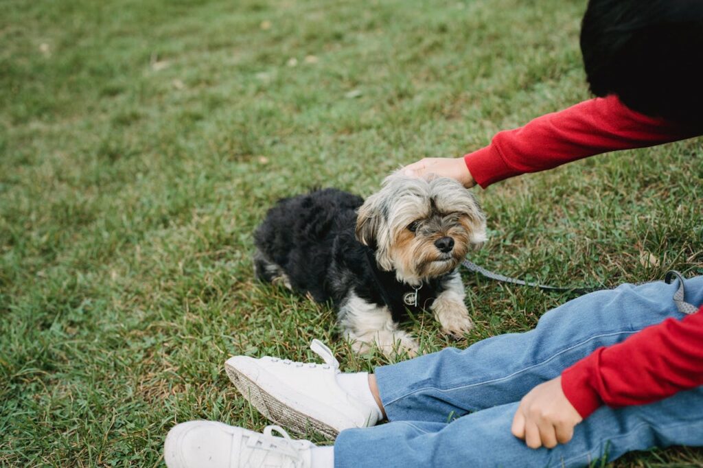 Child in red sweater petting small black-and-tan dog