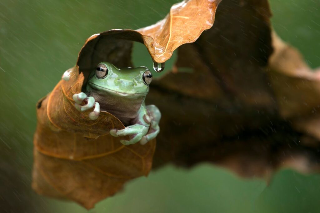 Australian Green Tree Frog on a leaf